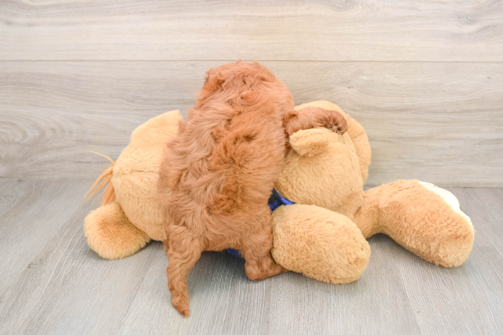 Petite Mini Goldendoodle Poodle Mix Pup