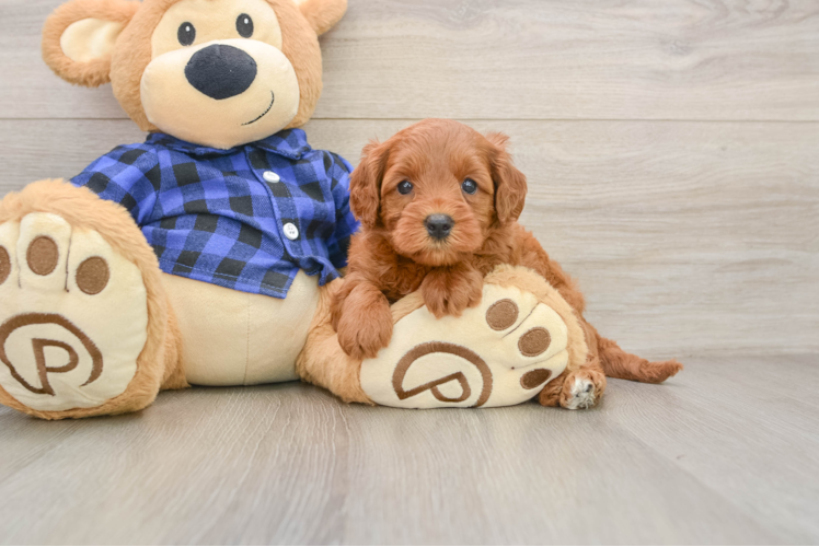 Mini Goldendoodle Puppy for Adoption