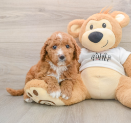 6 week old Mini Goldendoodle Puppy For Sale - Premier Pups