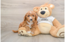 Mini Goldendoodle Pup Being Cute