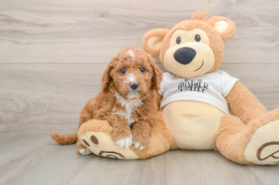 Mini Goldendoodle Pup Being Cute