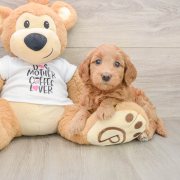 Mini Goldendoodle Pup Being Cute