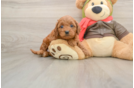 Mini Goldendoodle Puppy for Adoption