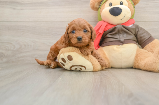 Mini Goldendoodle Puppy for Adoption
