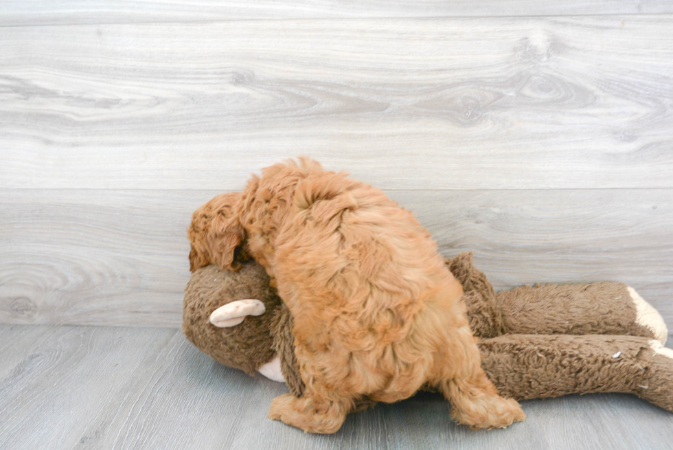 Friendly Mini Goldendoodle Baby