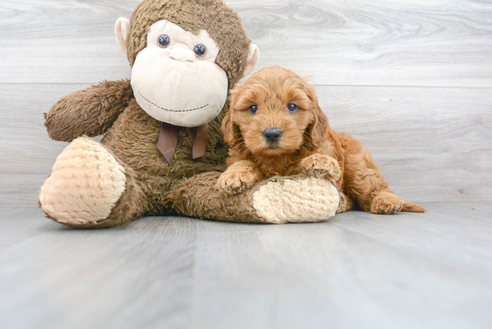 Happy Mini Goldendoodle Baby