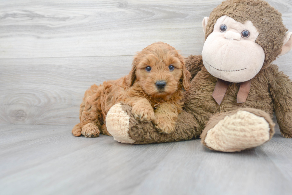 Hypoallergenic Golden Retriever Poodle Mix Puppy