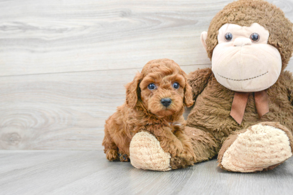 Cute Mini Goldendoodle Baby