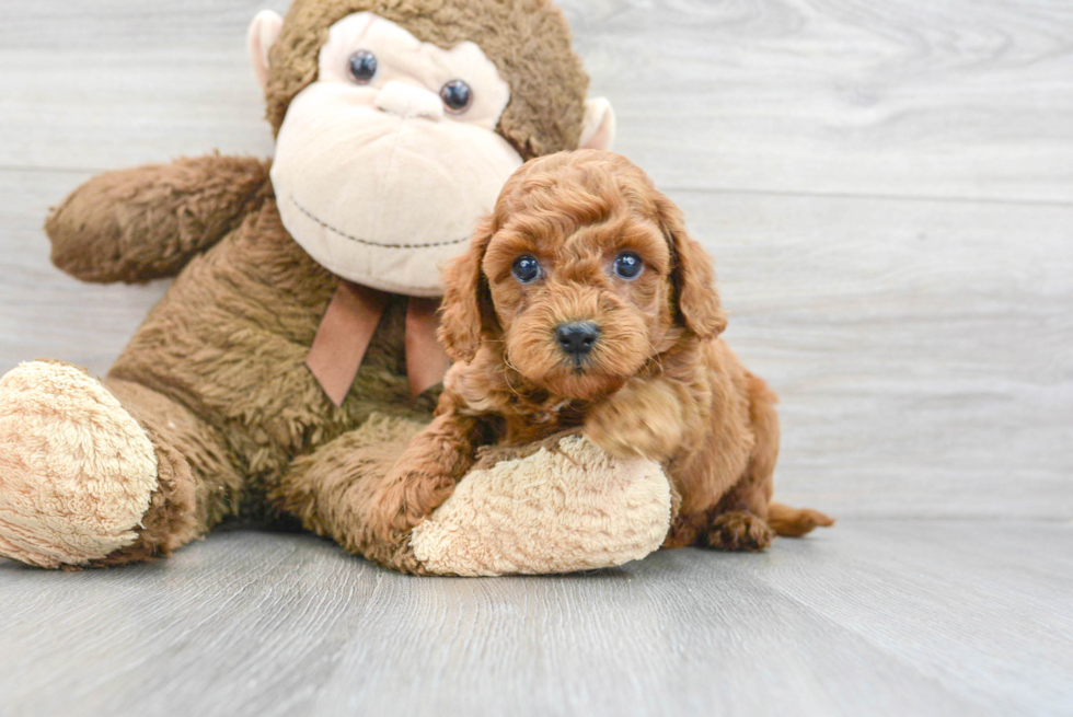 Little Golden Retriever Poodle Mix Puppy