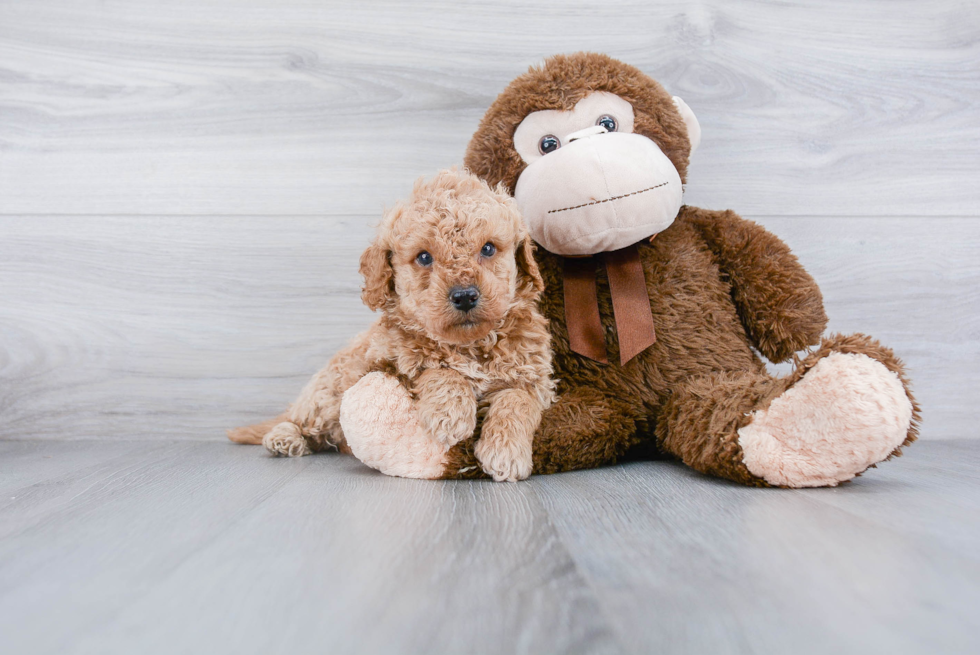 Best Mini Goldendoodle Baby