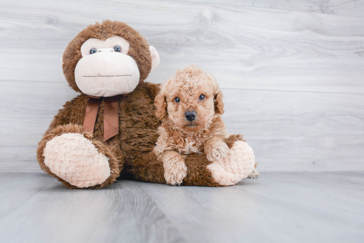 Mini Goldendoodle Pup Being Cute