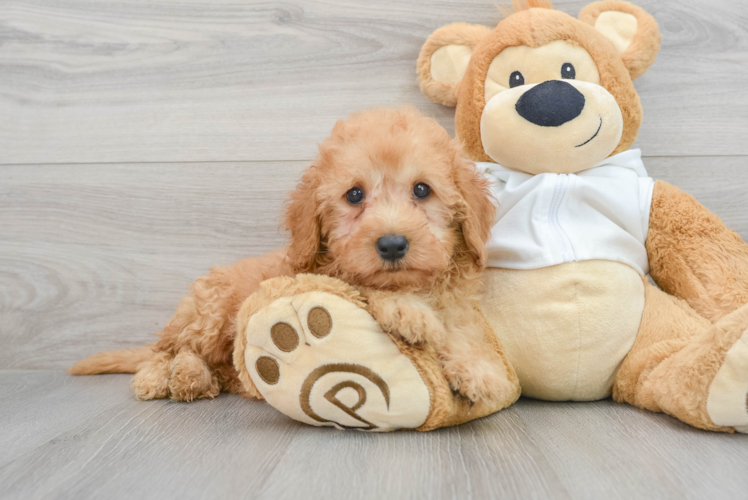 Funny Mini Goldendoodle Poodle Mix Pup