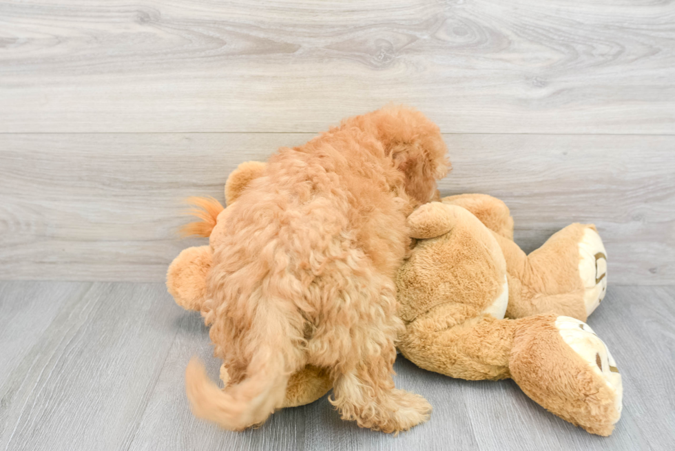 Best Mini Goldendoodle Baby