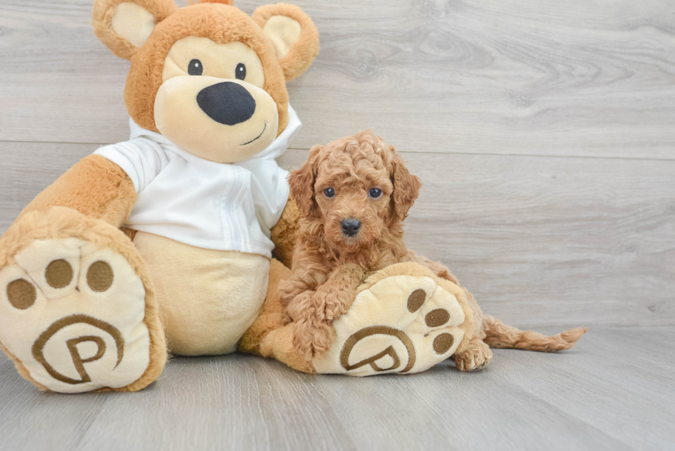 Best Mini Goldendoodle Baby