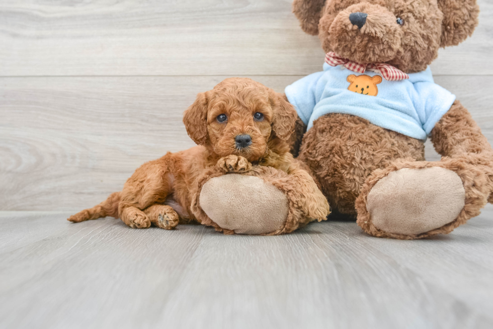 Happy Mini Goldendoodle Baby