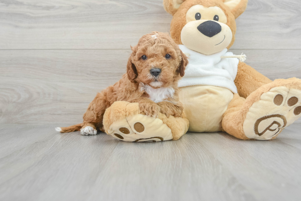 Mini Goldendoodle Puppy for Adoption