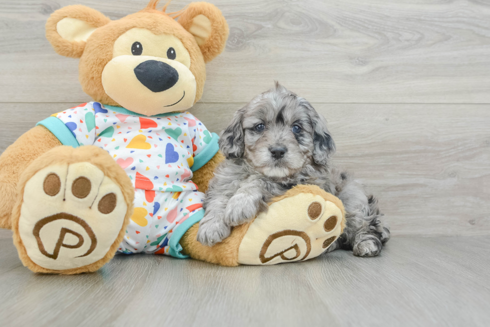 Fluffy Mini Goldendoodle Poodle Mix Pup