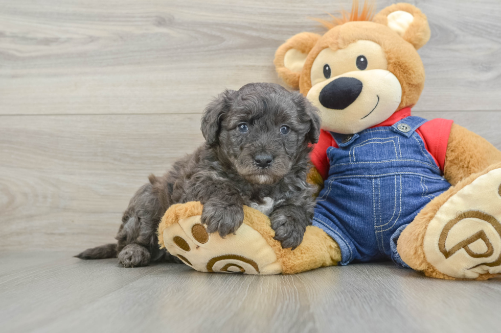 Best Mini Goldendoodle Baby