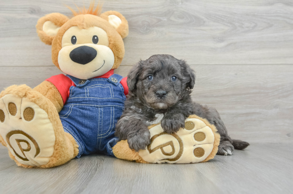 6 week old Mini Goldendoodle Puppy For Sale - Premier Pups