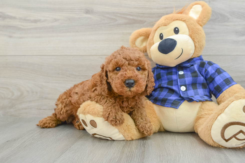 Best Mini Goldendoodle Baby