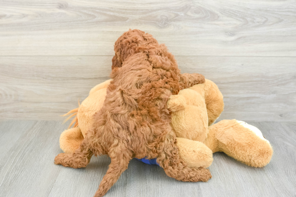 Fluffy Mini Goldendoodle Poodle Mix Pup