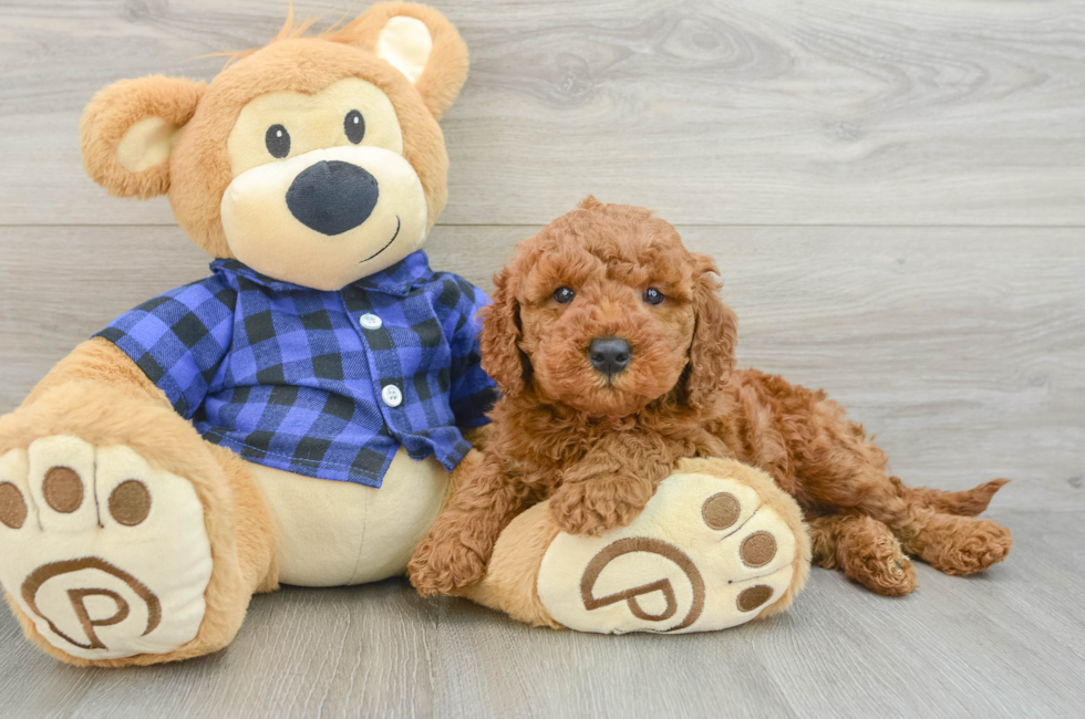 5 week old Mini Goldendoodle Puppy For Sale - Premier Pups