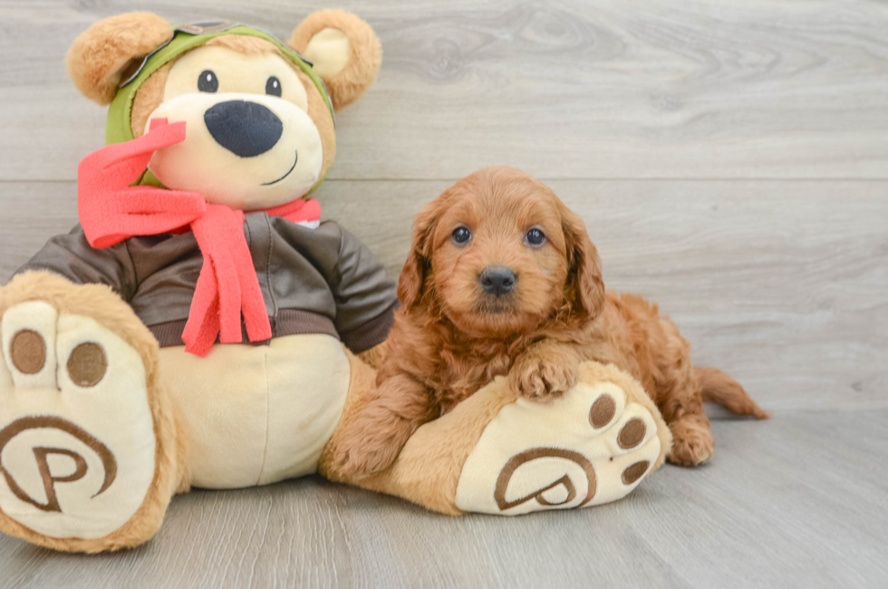 5 week old Mini Goldendoodle Puppy For Sale - Premier Pups