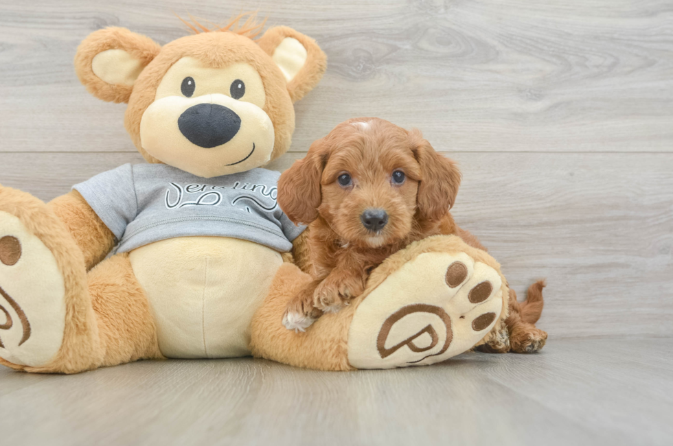 6 week old Mini Goldendoodle Puppy For Sale - Premier Pups