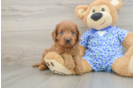 Mini Goldendoodle Pup Being Cute