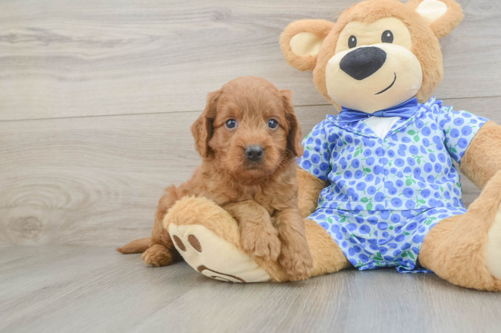 Mini Goldendoodle Pup Being Cute