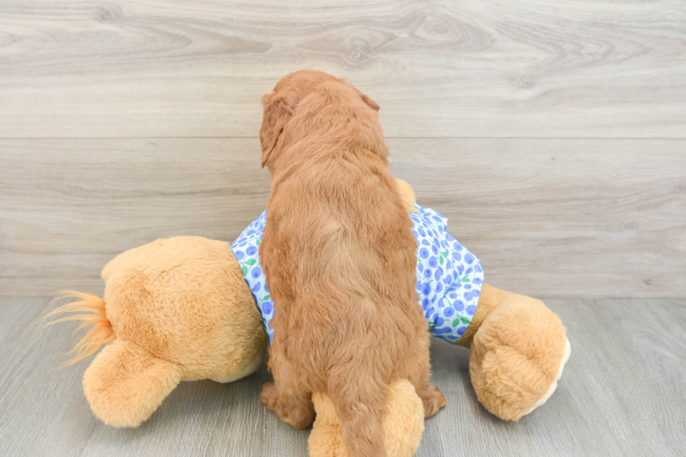 Mini Goldendoodle Puppy for Adoption