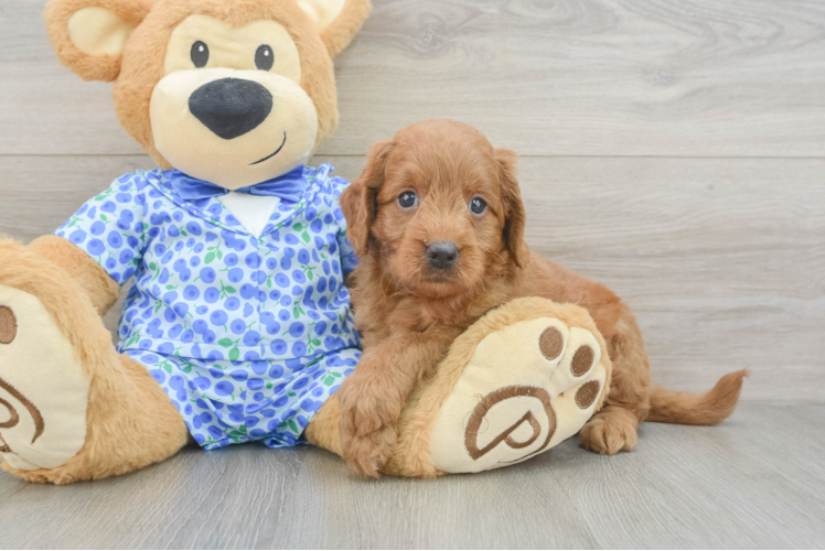 Mini Goldendoodle Pup Being Cute