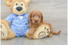 Mini Goldendoodle Pup Being Cute