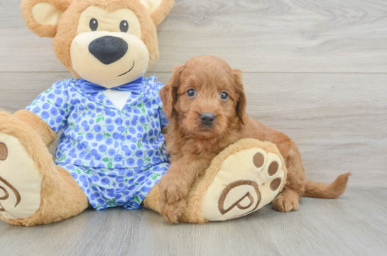 Mini Goldendoodle Pup Being Cute