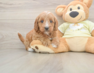 7 week old Mini Goldendoodle Puppy For Sale - Premier Pups