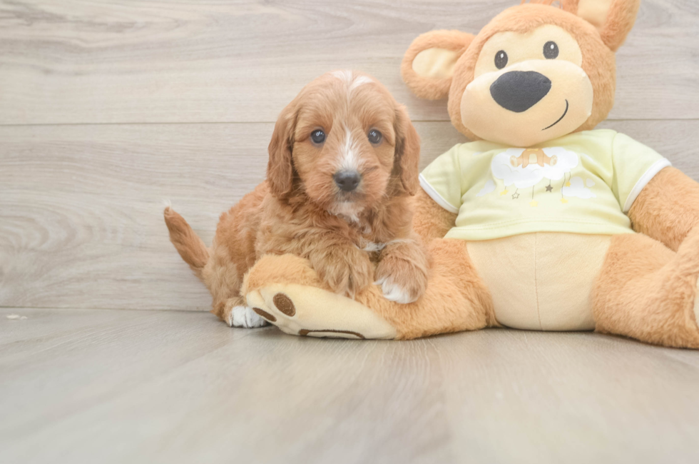 5 week old Mini Goldendoodle Puppy For Sale - Premier Pups