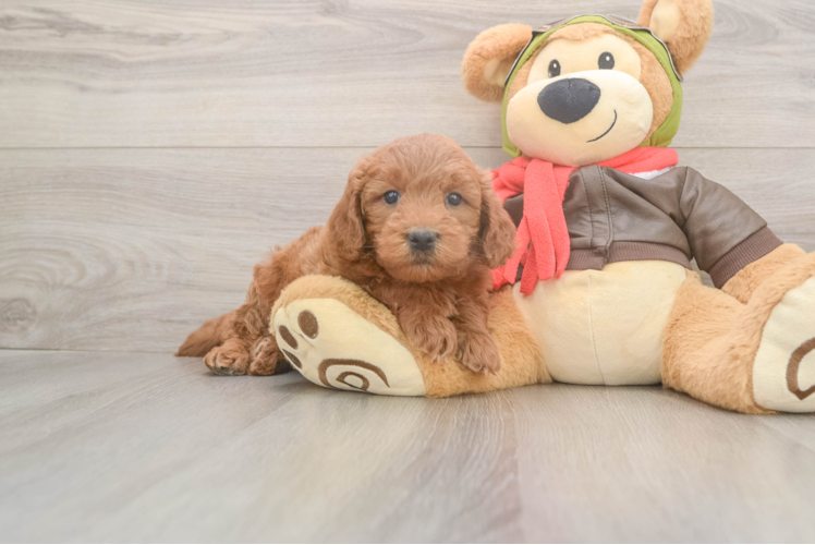 Small Mini Goldendoodle Baby