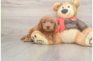 Small Mini Goldendoodle Baby