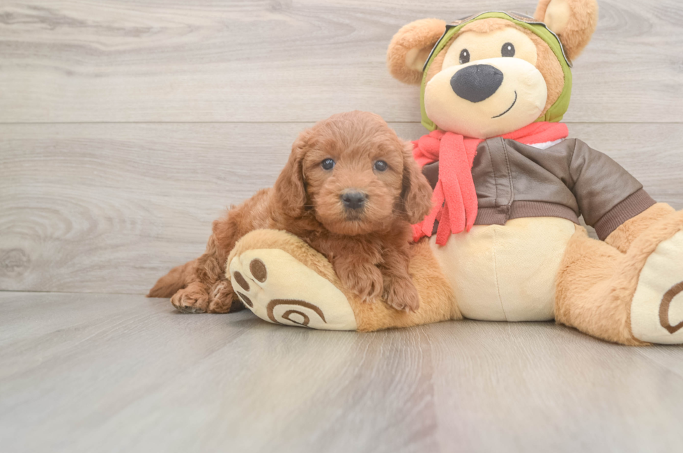 5 week old Mini Goldendoodle Puppy For Sale - Premier Pups