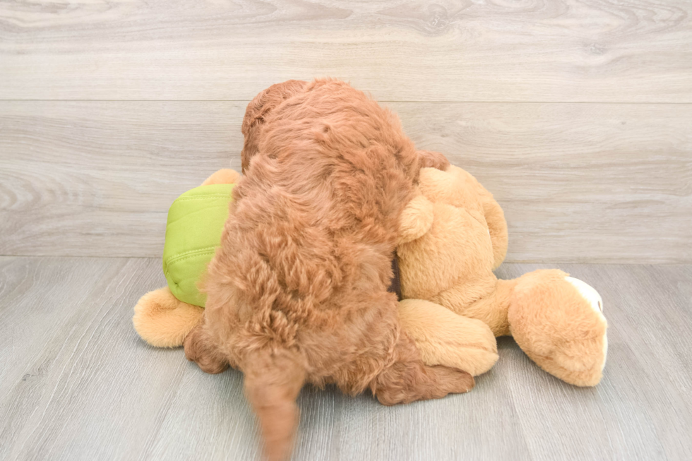 Happy Mini Goldendoodle Baby