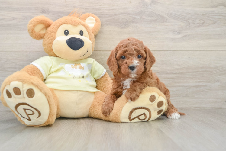 Mini Goldendoodle Pup Being Cute