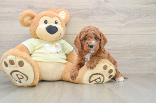 Mini Goldendoodle Pup Being Cute