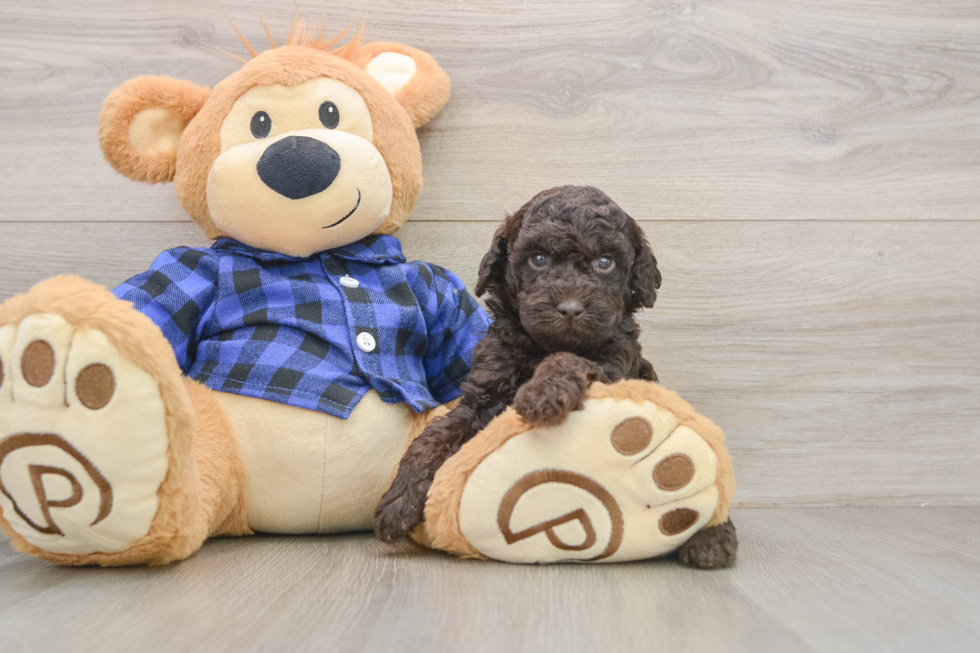 Mini Goldendoodle Puppy for Adoption