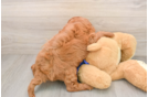 Small Mini Goldendoodle Baby