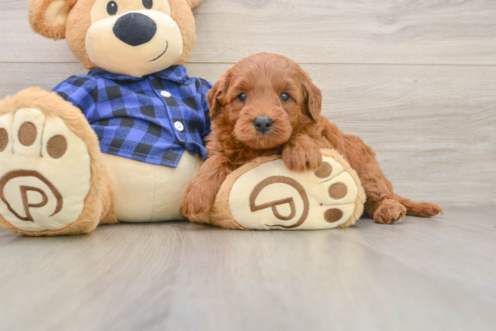 Best Mini Goldendoodle Baby