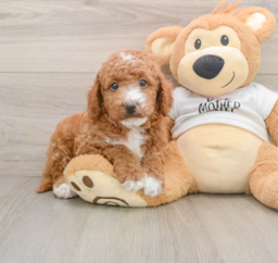 6 week old Mini Goldendoodle Puppy For Sale - Premier Pups