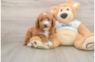 Small Mini Goldendoodle Baby