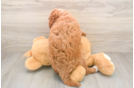 Mini Goldendoodle Puppy for Adoption