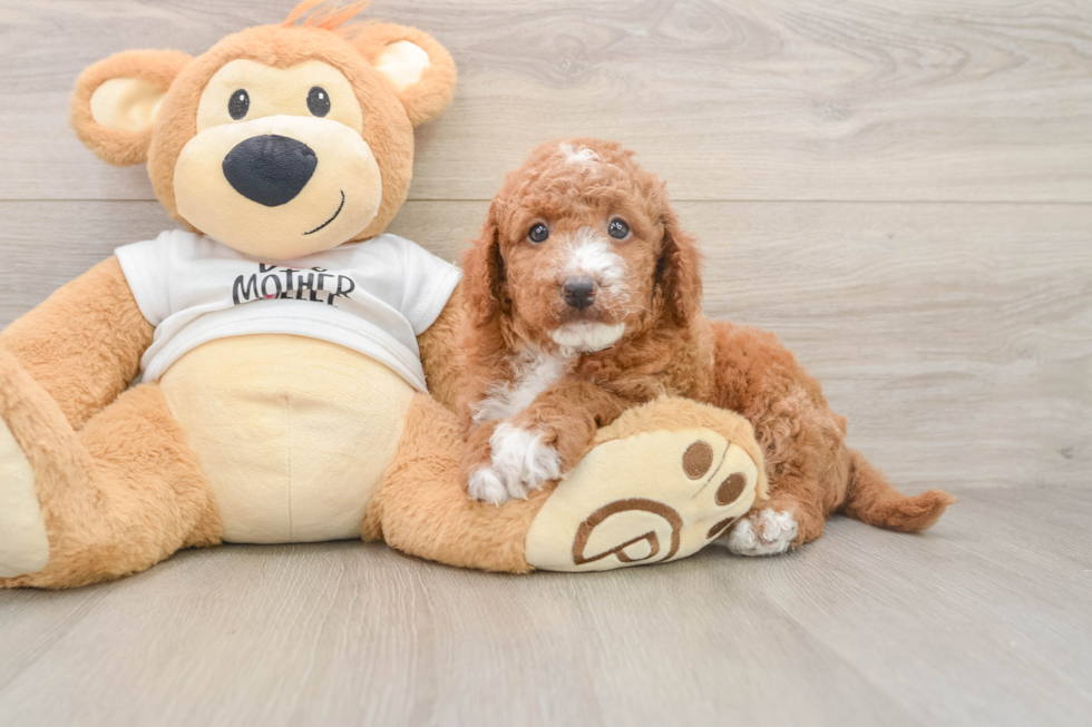 Cute Mini Goldendoodle Baby