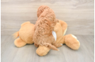 Best Mini Goldendoodle Baby
